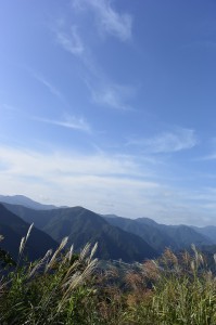 大野山のススキ
