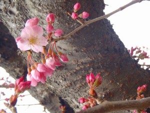春木径の桜並木 2016年3月13日