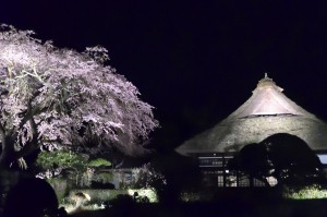 秩父宮記念公園 しだれ桜 2016年4月10日