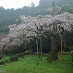 長興山紹太寺のしだれ桜2016年4月3日
