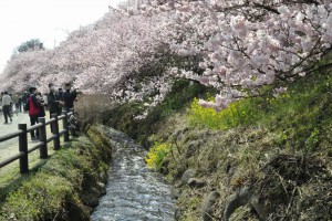 一の堰ハラネ春めき桜まつり 2017年3月19日撮影