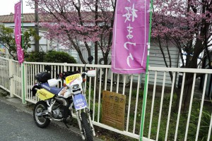 根府川駅のおかめ桜