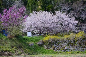 花咲く里山桜まつり 2017年4月2日撮影