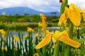 ひょうたん池の菖蒲 2017年5月14日撮影 カメラ:Nikon1 J3 レンズ:1NIKKOR VR10-30mm