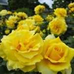 小田原フラワーガーデンの薔薇 2017年5月14日撮影 カメラ:Nikon1 J1 レンズ:1NIKKOR 10mm