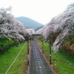 山北駅の桜