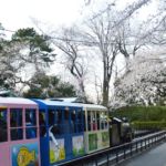 小田原城址公園の桜 2019年3月31日撮影