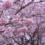 南足柄市 桜 2020年3月15日撮影